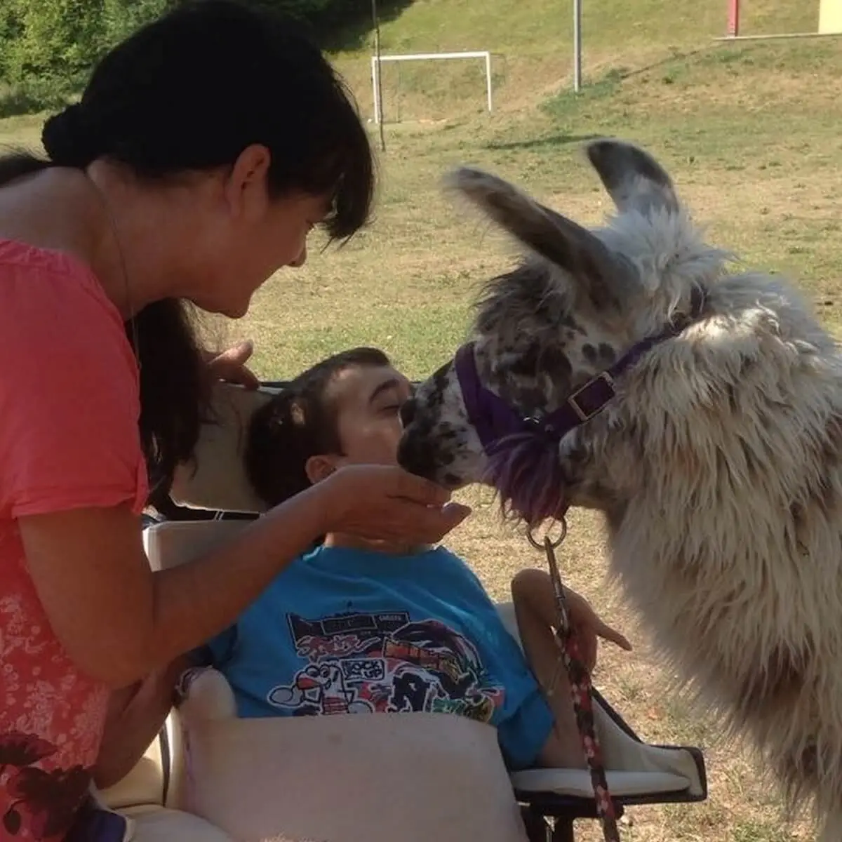 ferienohnehandicap-camp-I-2017_lamas_015