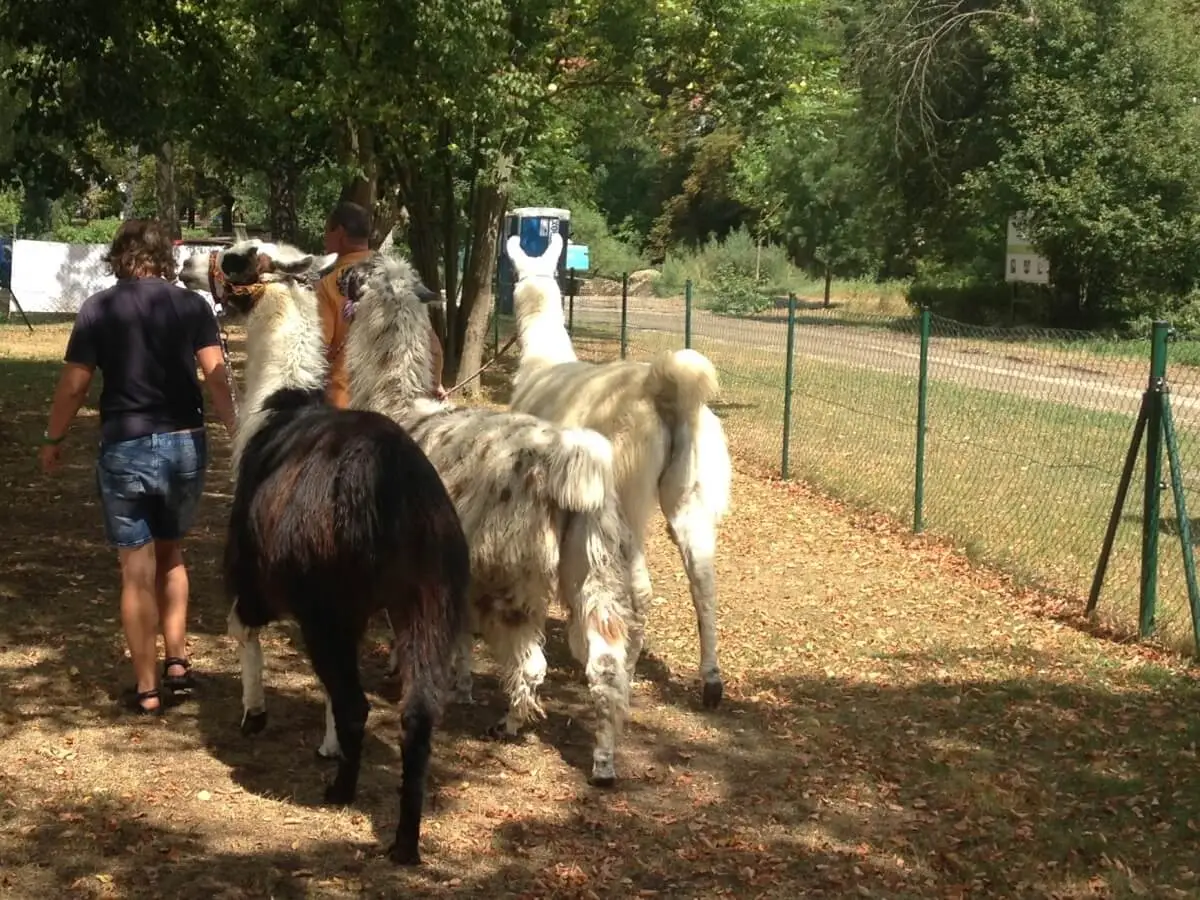 ferienohnehandicap-camp-I-2017_lamas_018