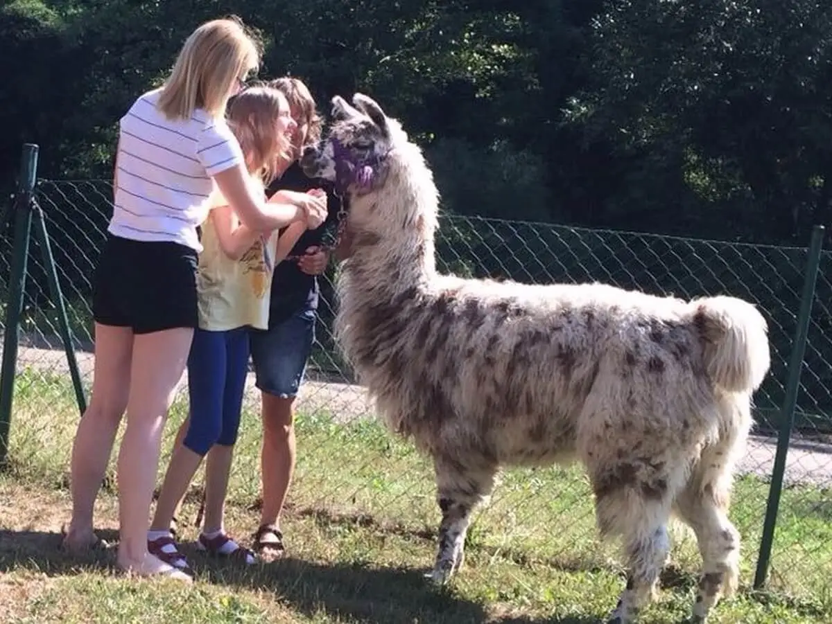 ferienohnehandicap-camp-I-2017_lamas_024