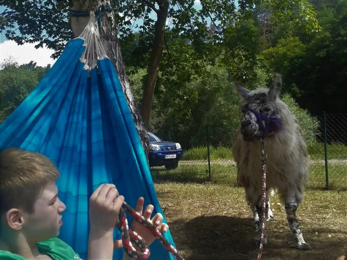 ferienohnehandicap-camp-I-2017_lamas_029