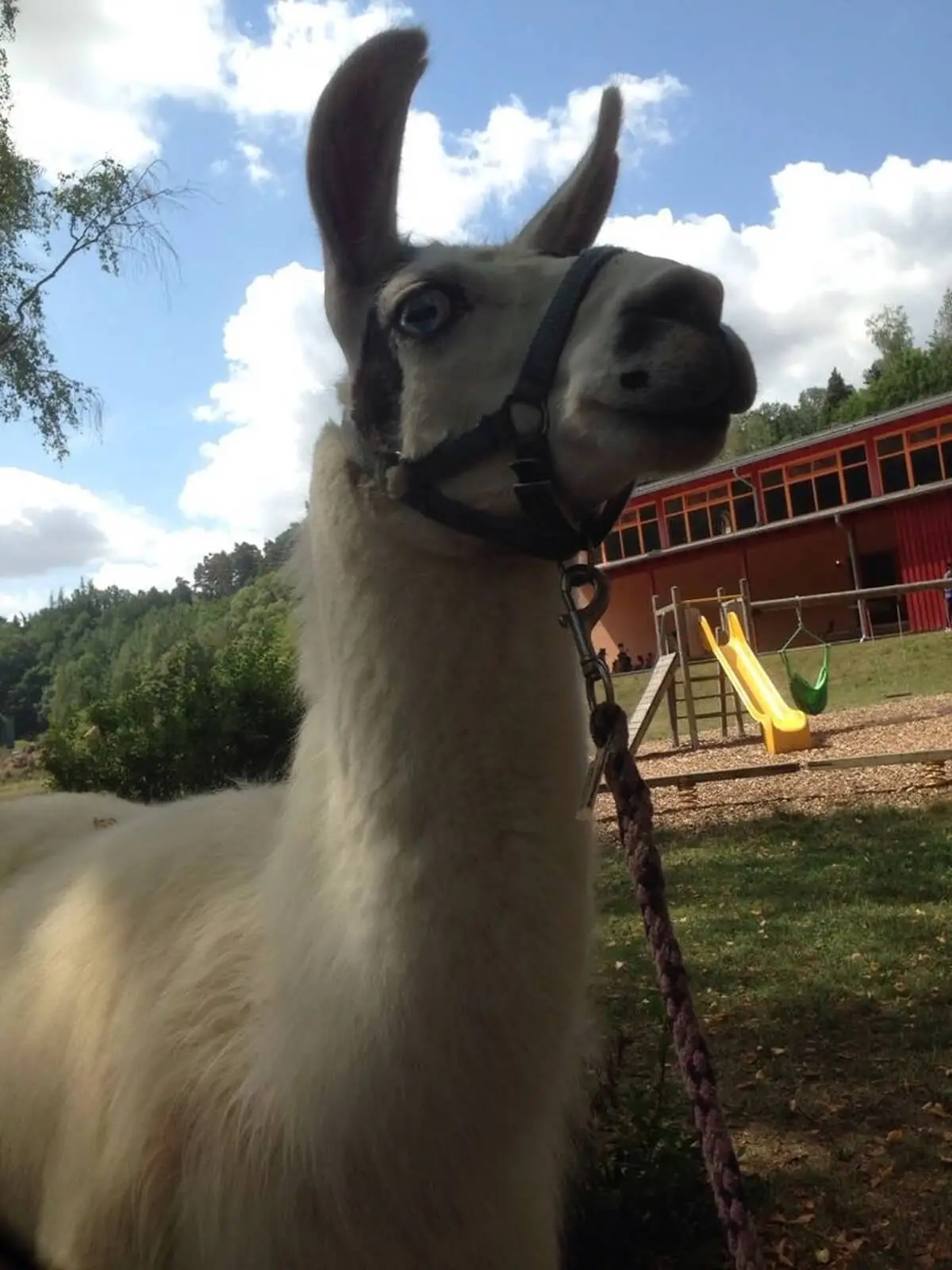 ferienohnehandicap-camp-I-2017_lamas_034