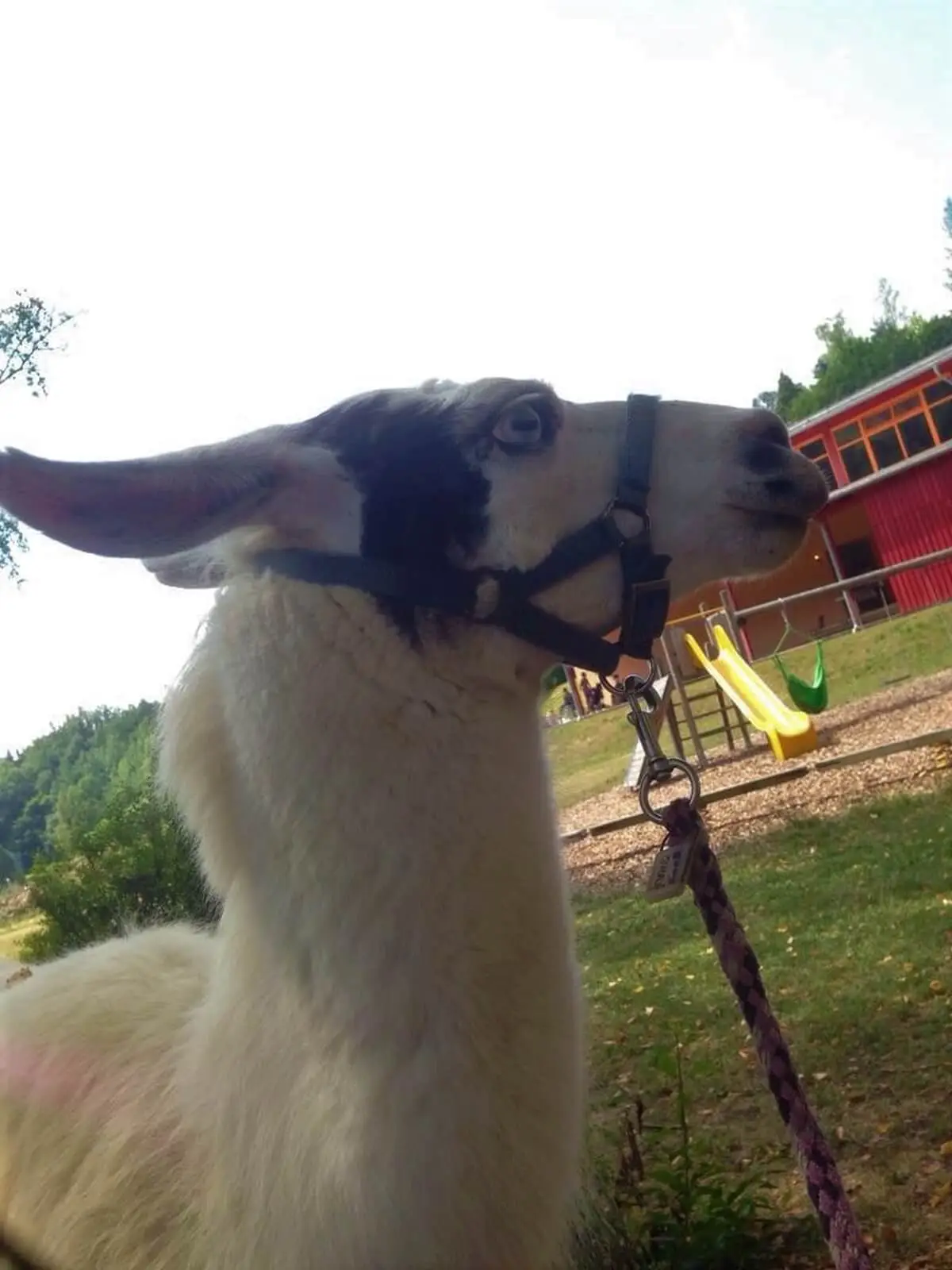 ferienohnehandicap-camp-I-2017_lamas_035