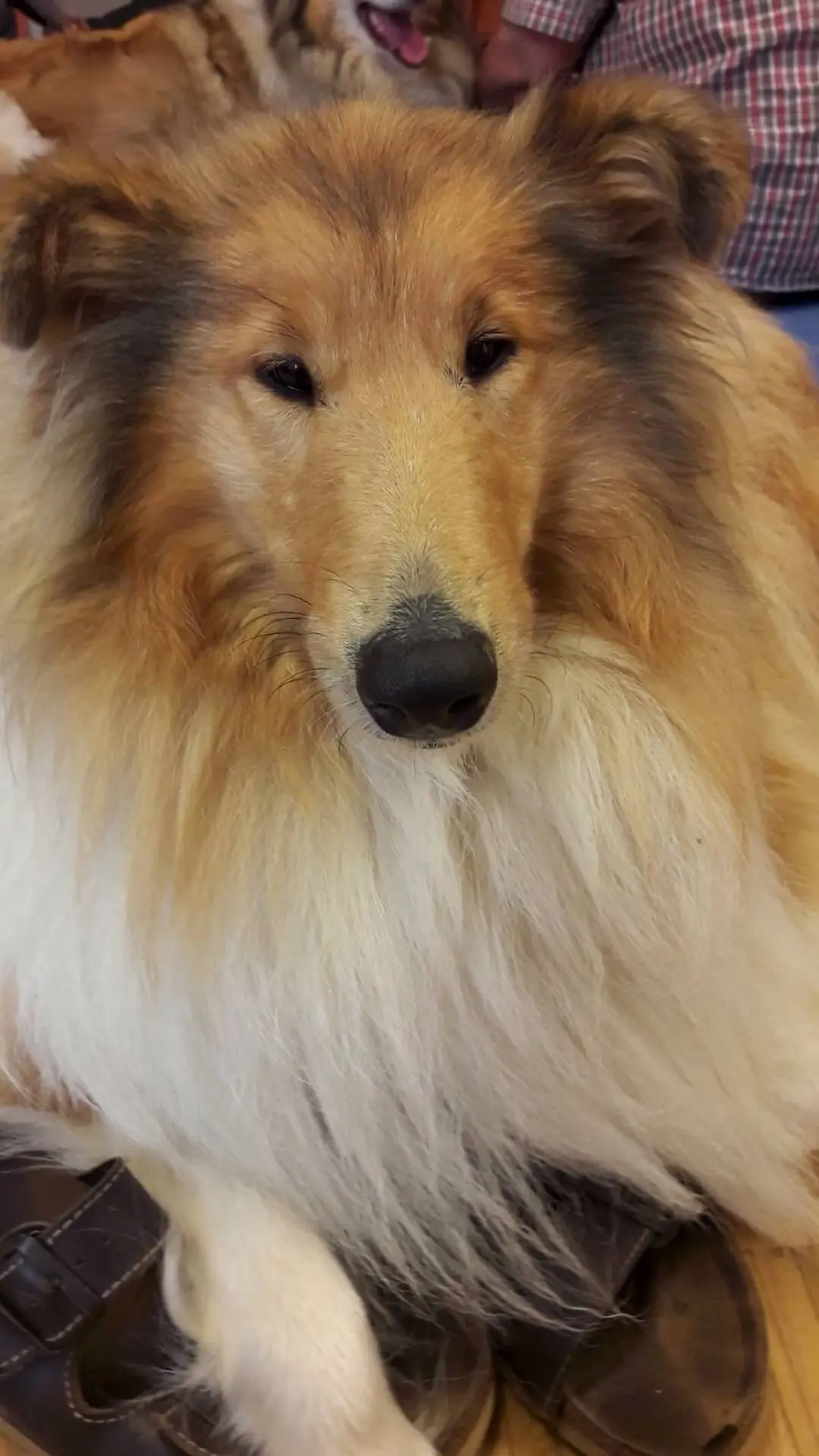 ferienohnehandicap-camp-II-2017_hunde_011