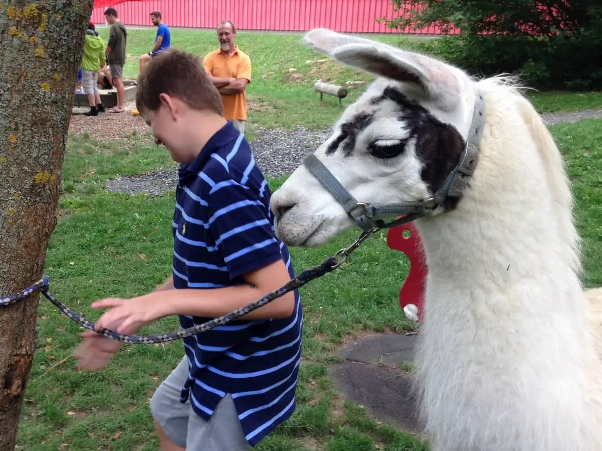 ferienohnehandicap-camp-II-2017_lamas_011