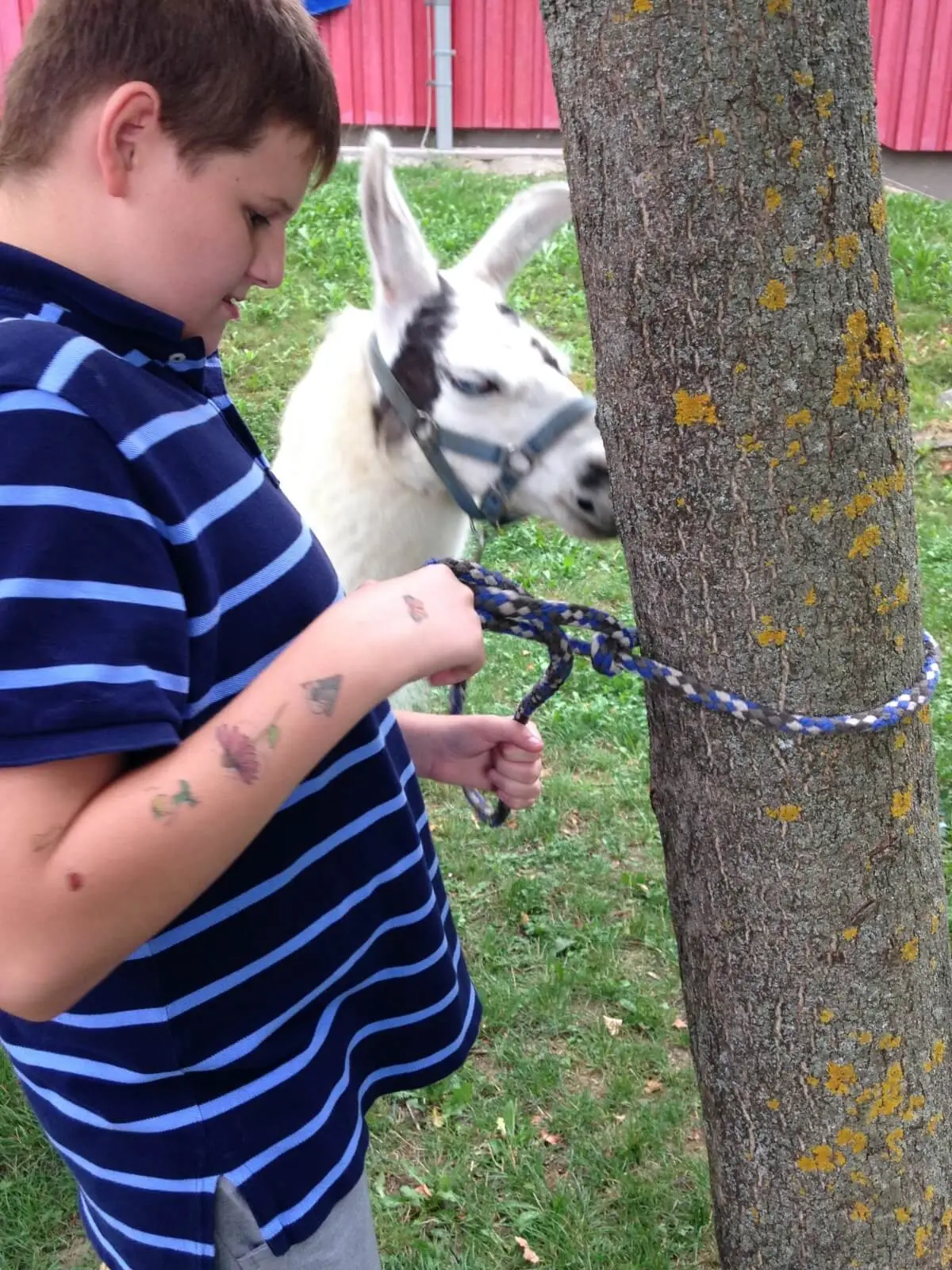 ferienohnehandicap-camp-II-2017_lamas_012