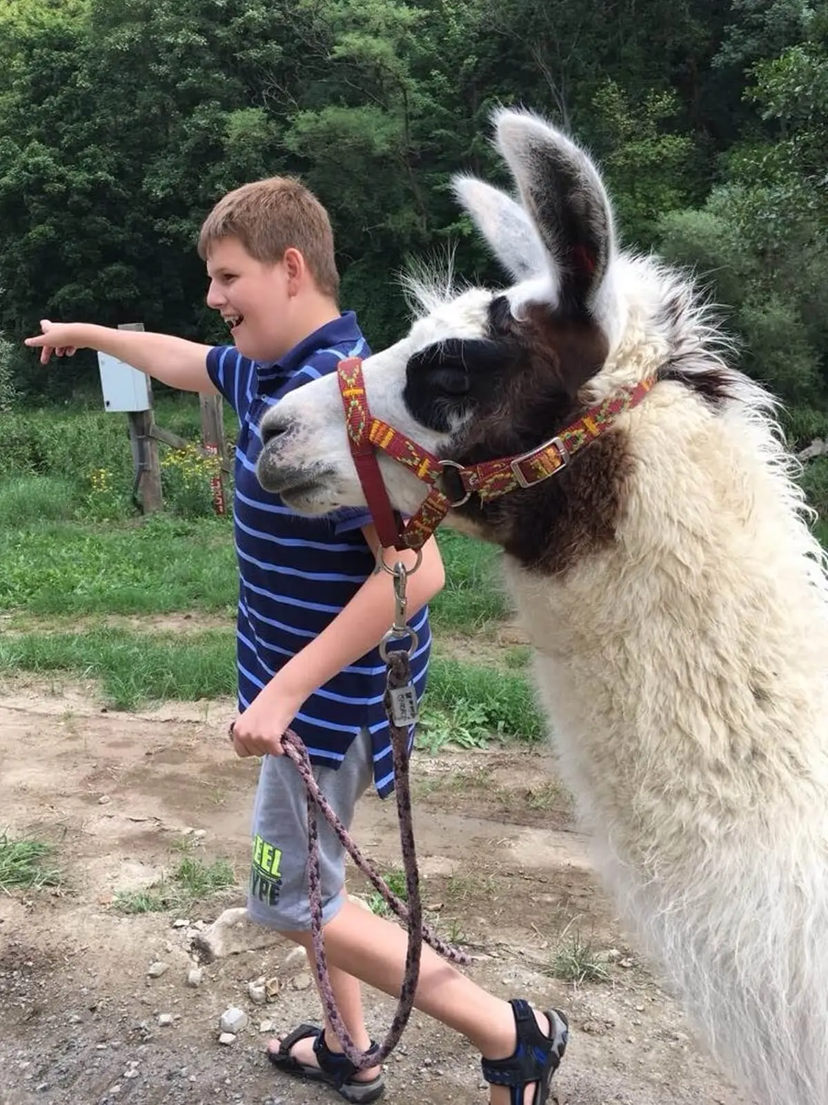 ferienohnehandicap-camp-II-2017_lamas_028