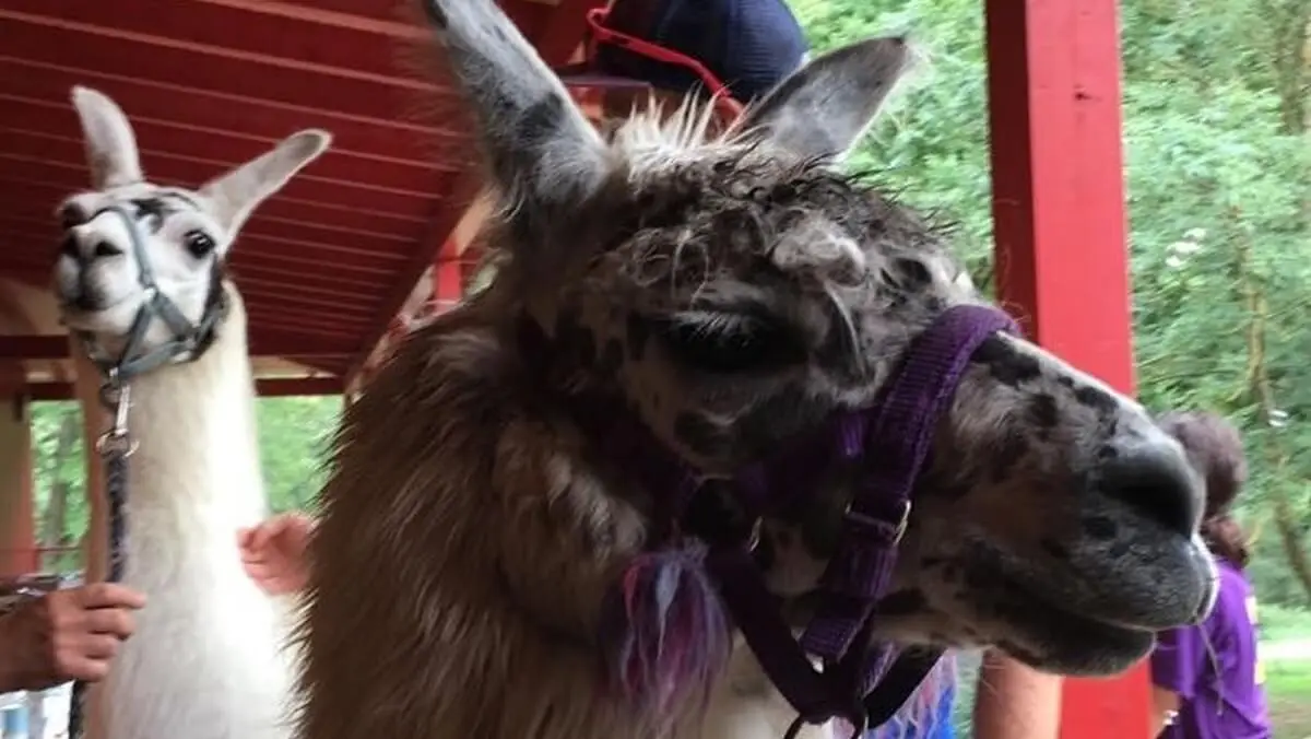 ferienohnehandicap-camp-II-2017_lamas_032