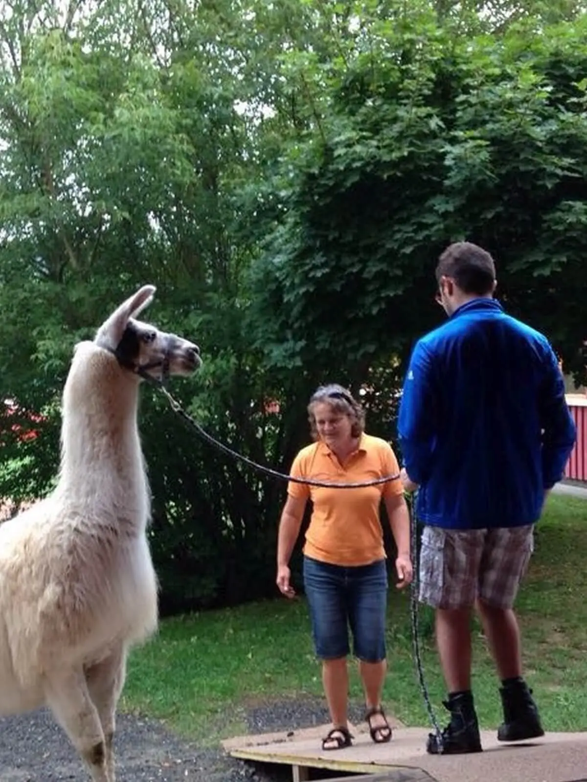 ferienohnehandicap-camp-II-2017_lamas_033