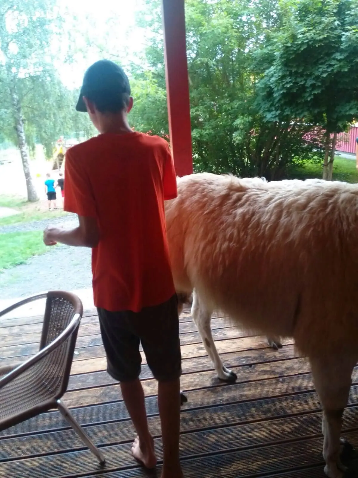 ferienohnehandicap-camp-II-2017_lamas_041