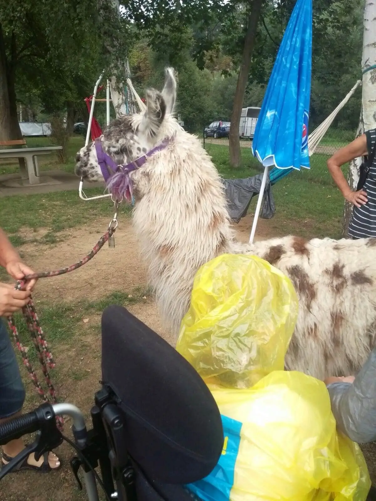 ferienohnehandicap-camp-II-2017_lamas_047