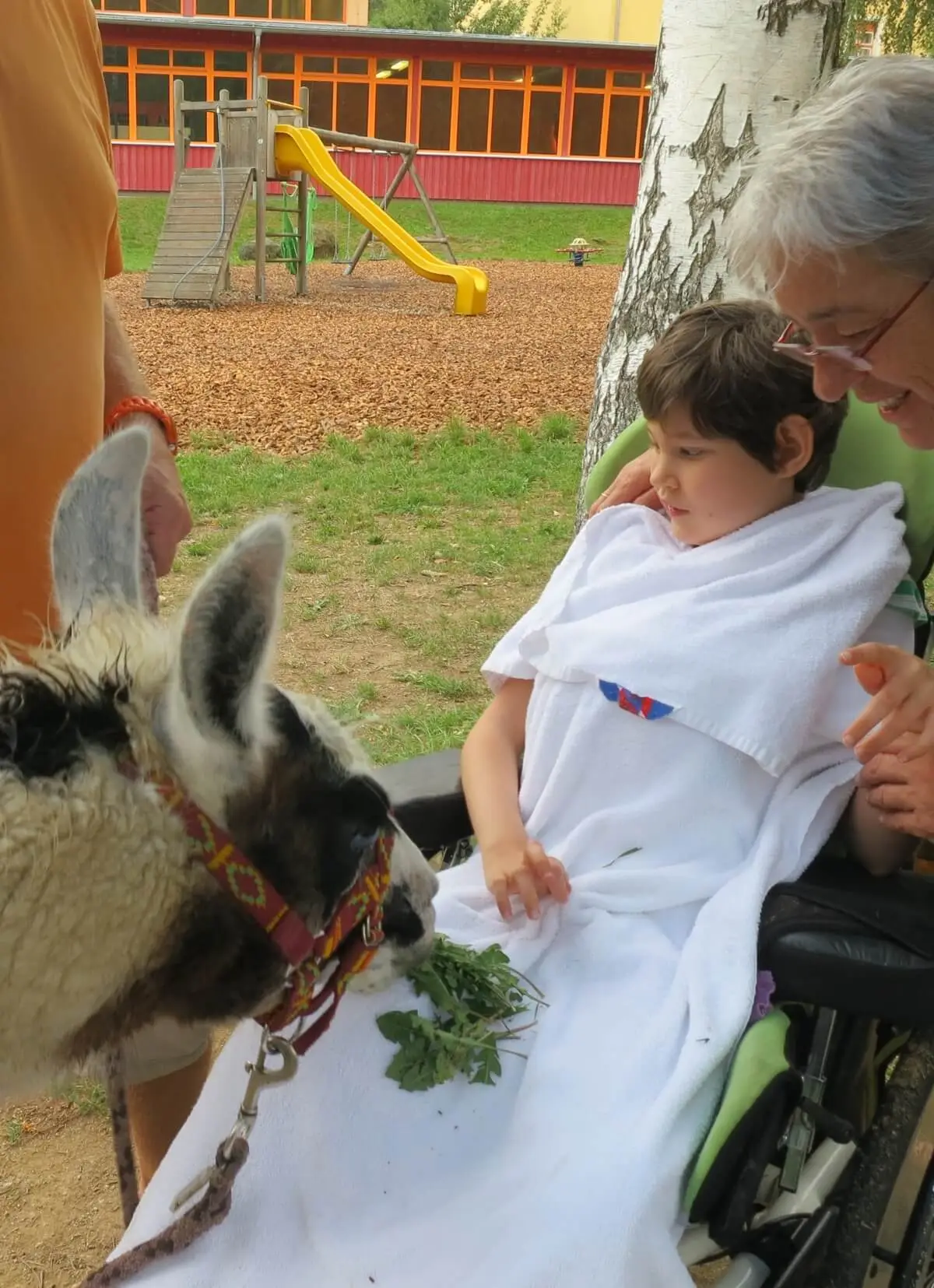 ferienohnehandicap-camp-II-2017_lamas_051