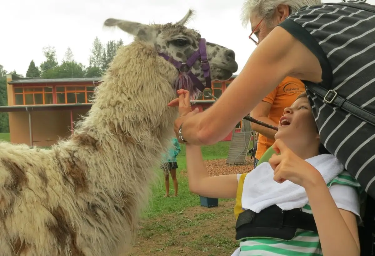 ferienohnehandicap-camp-II-2017_lamas_052