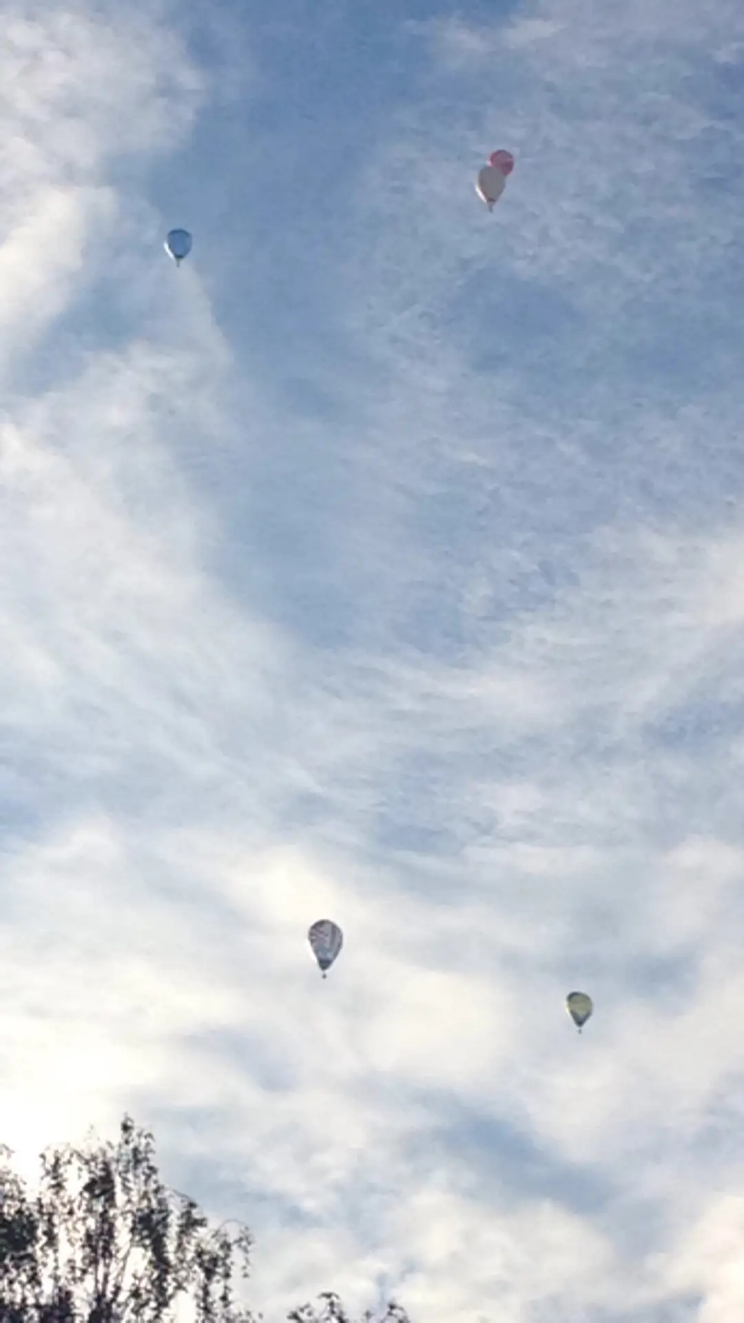 ferienohnehandicap-camp-III-2017_hunde_002