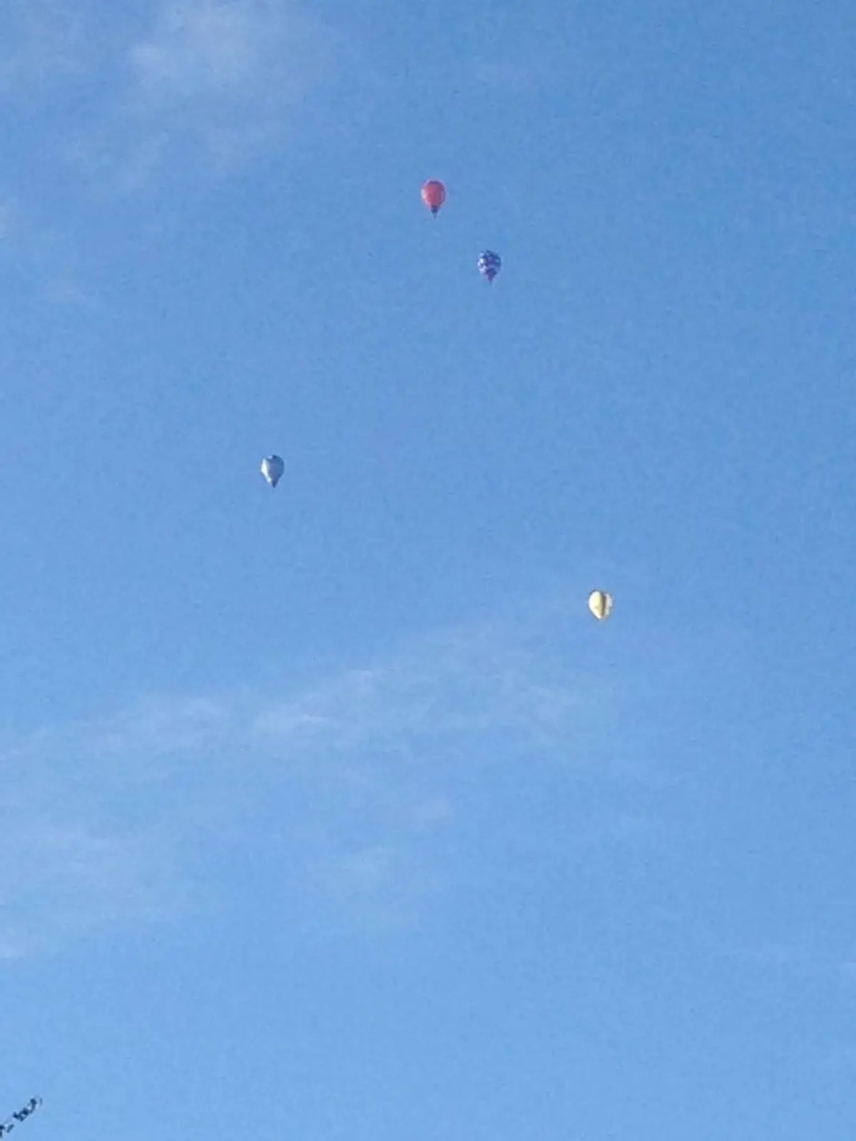 ferienohnehandicap-camp-III-2017_hunde_003