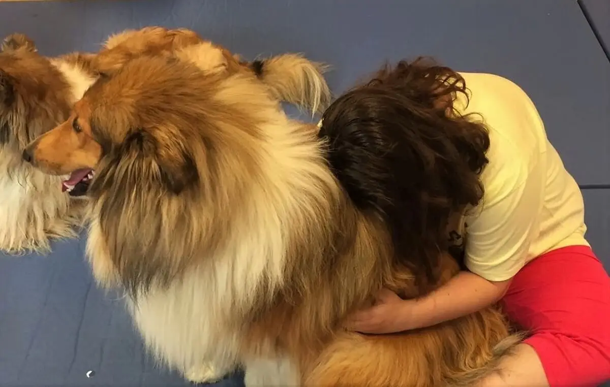 ferienohnehandicap-camp-III-2017_hunde_044